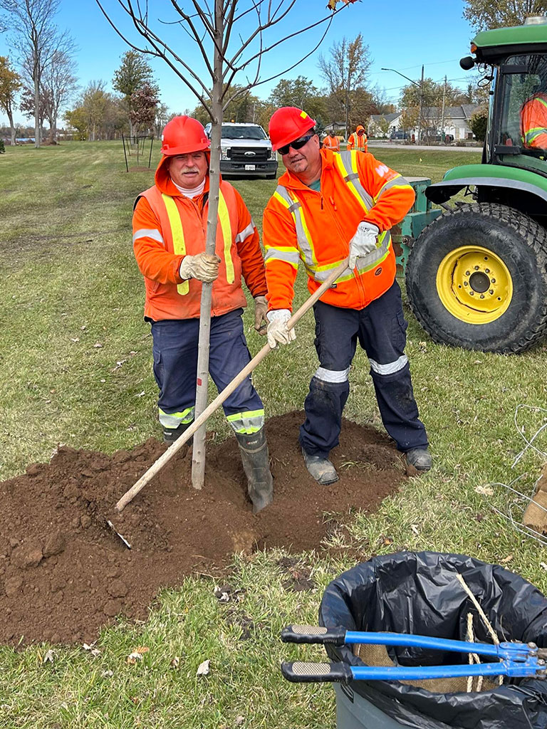 two city workers planting trees along the kingsway