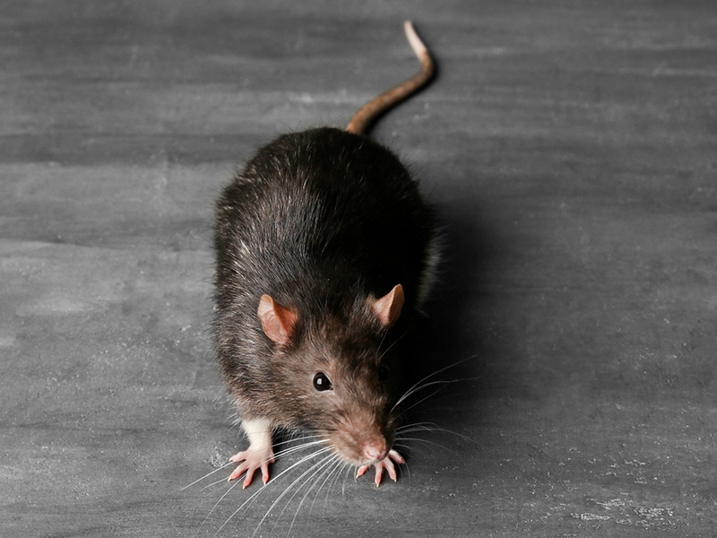 picture of a mouse