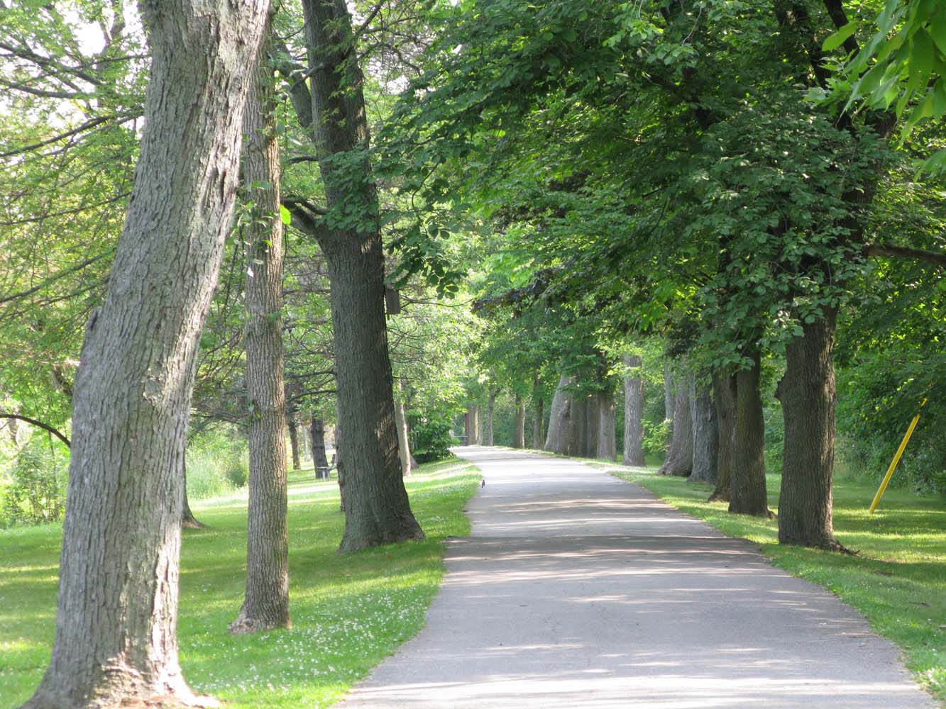 trail surrounded by trees