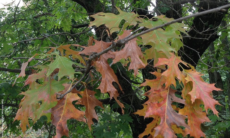 Oak Wilt
