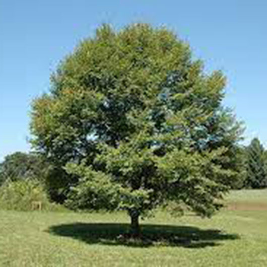 image of Japanese Elm