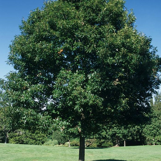 image of Red Oak