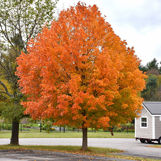 image of Sugar Maple