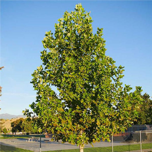 image of Tulip Tree