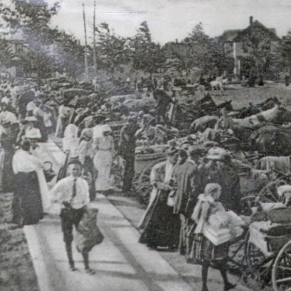 horses outside market 