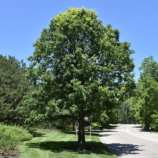 Burr Oak