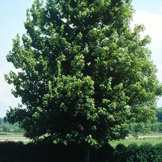 image of Freeman Maple