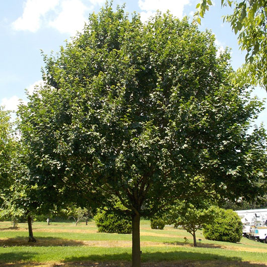 image of Hedge Maple