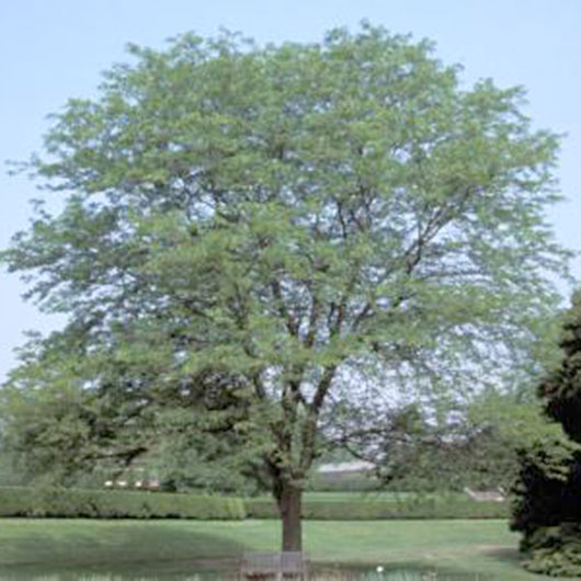 image of Honey Locust