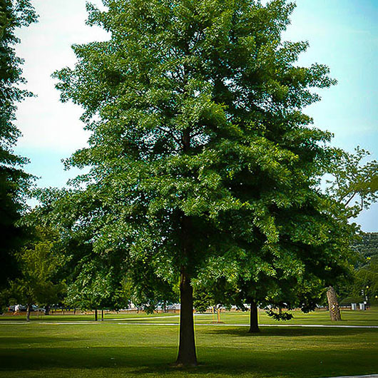 image of Pin Oak